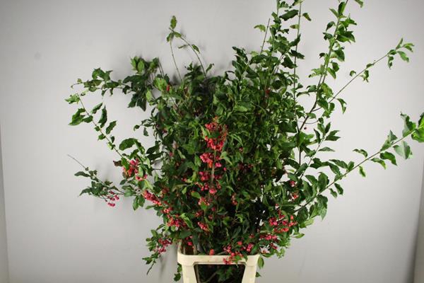 <h4>Euonymus Kardinaalsmuts Vert.</h4>