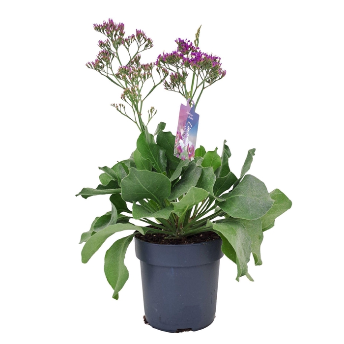 <h4>Limonium Salt Lake</h4>
