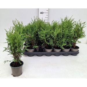 THUJA O WOODWARDII