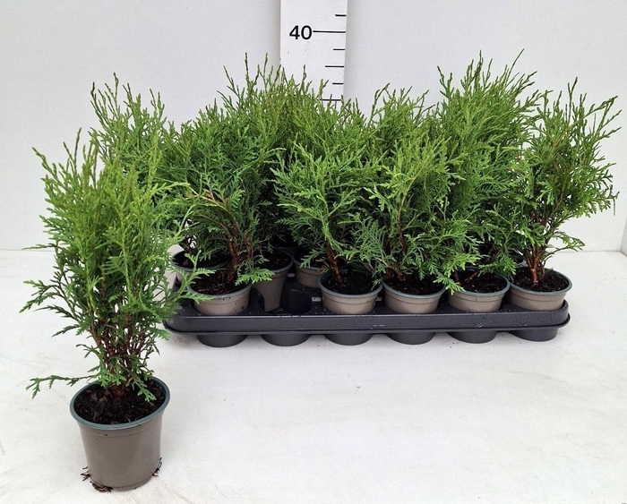 <h4>THUJA O WOODWARDII</h4>