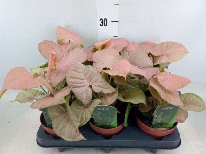 <h4>Syngonium podop.</h4>