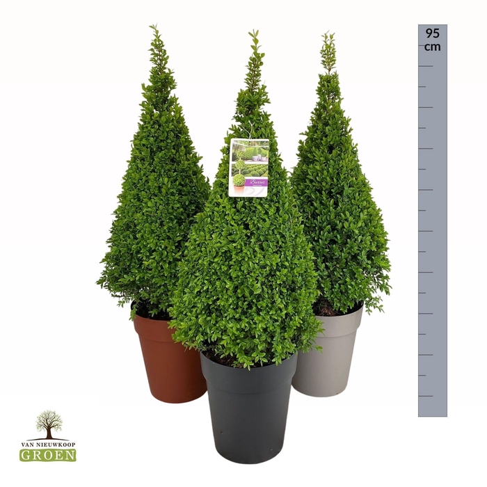 <h4>Buxus sempervirens Piramide 70-80</h4>