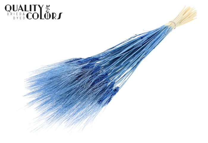 <h4>Triticum Beard per bunch Intense Blue</h4>