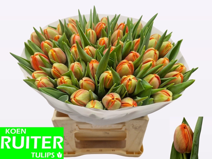 <h4>TU DU TERMINATOR</h4>