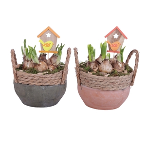 Bulbs Arr. Narcis Ceramic Bowl Willow Rim Orange/Grey Ø20cm