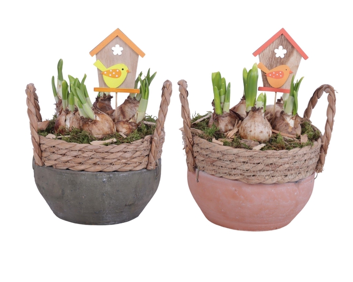 <h4>Bulbs Arr. Narcis Ceramic Bowl Willow Rim Orange/Grey Ø20cm</h4>