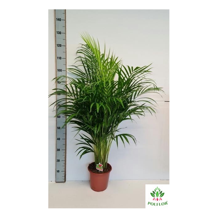 <h4>Areca lutescens 24Ø 120cm 25pp</h4>