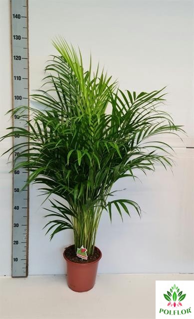 Areca lutescens 24Ø 120cm 25pp
