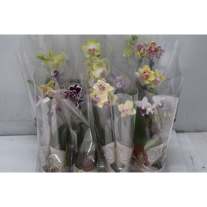 PHALAENOPSIS MINI P06