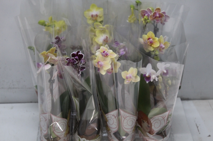 <h4>PHALAENOPSIS MINI P06</h4>