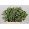 Pittosporum Ilan