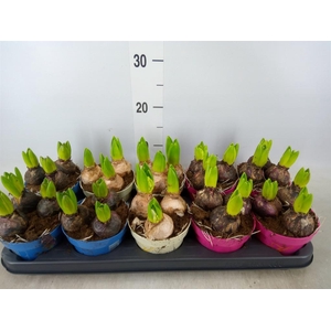 Hyacinthus orie.   ...mix 3