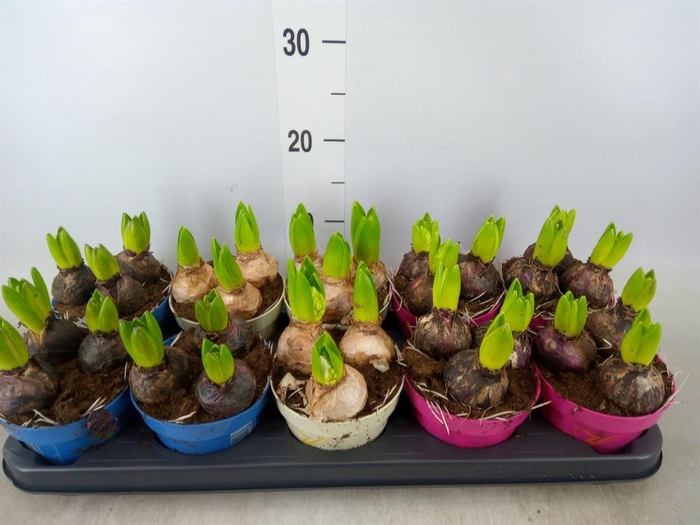 <h4>Hyacinthus orie. ...mix 3</h4>