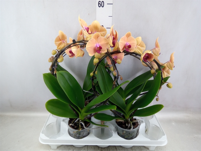 <h4>Phalaenopsis   ...</h4>