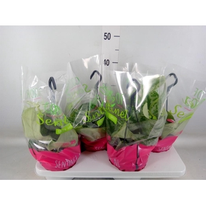 Scindapsus pictus 'Trebie'