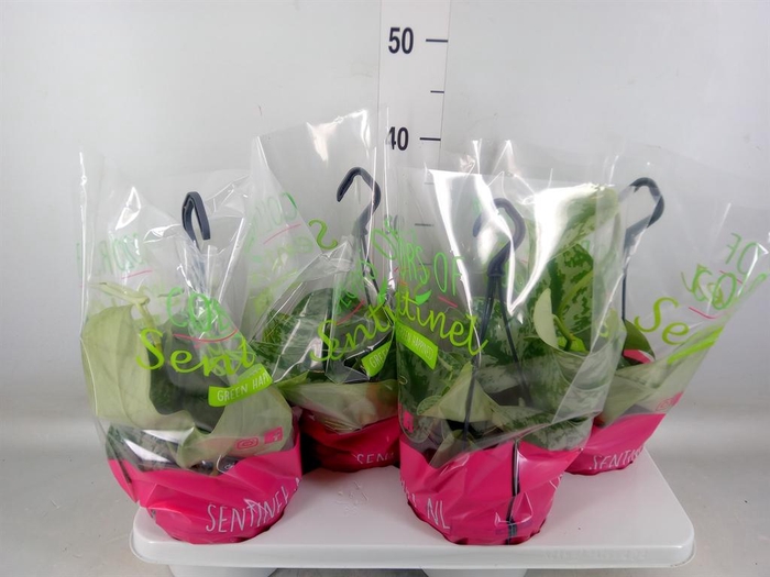 <h4>Scindapsus pictus 'Trebie'</h4>