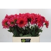 Dahlia Pink Punk
