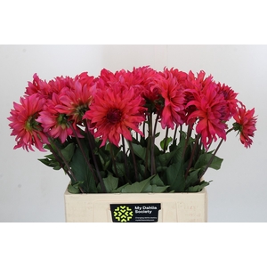 Dahlia Pink Punk