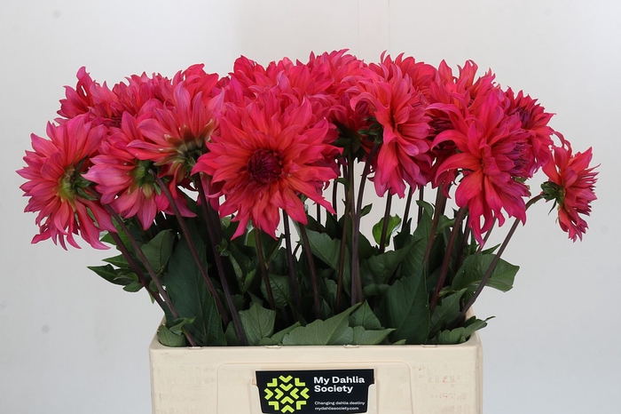 <h4>Dahlia Pink Punk</h4>