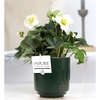 1st class Helleborus 