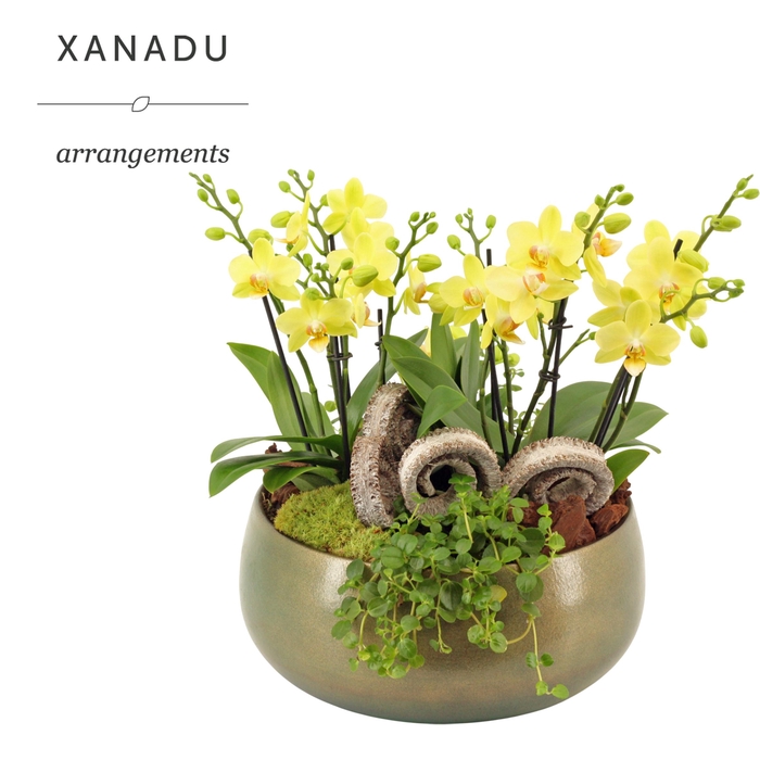 <h4>Xanadu Madrid</h4>