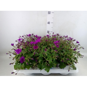 Pericallis cr. 'Senetti Magenta'