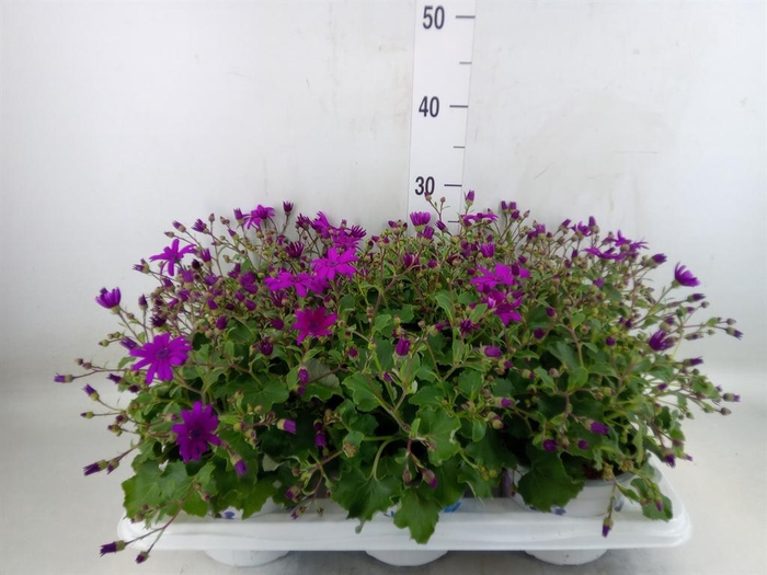 <h4>Pericallis cr. 'Senetti Magenta'</h4>