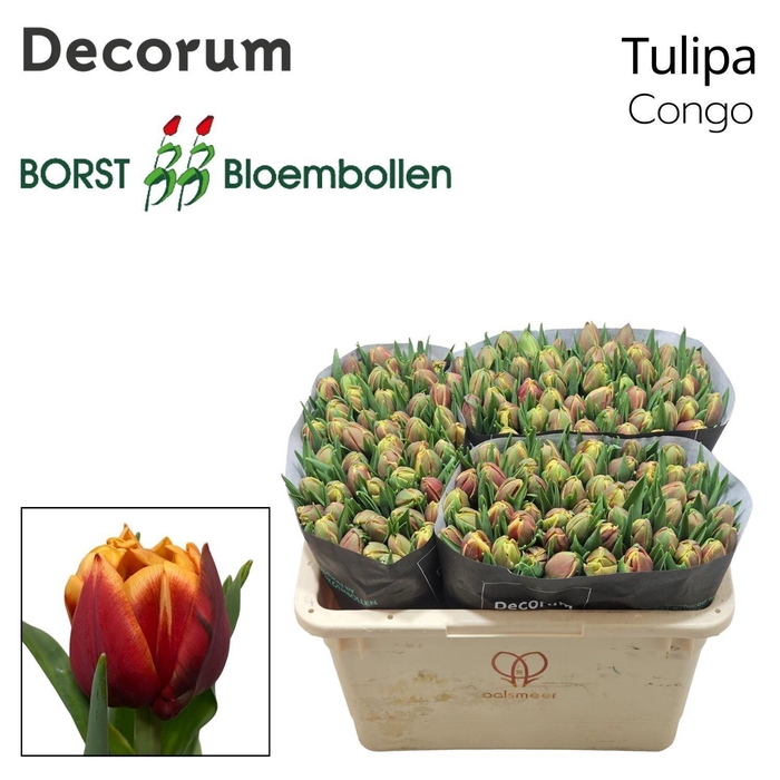 <h4>TU DU Congo</h4>