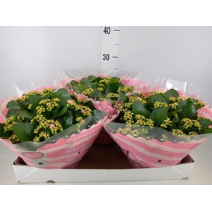 Kalanchoe blos. 'RosDon Alano'