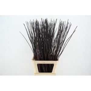 CORNUS ALBA KESSELRI ZWART