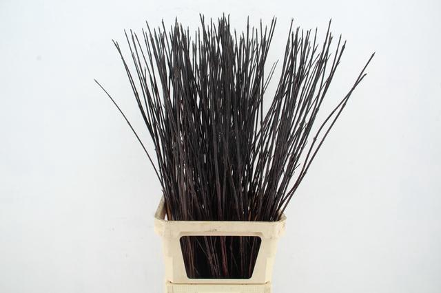 <h4>CORNUS ALBA KESSELRI ZWART</h4>