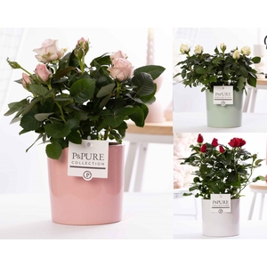 Rosa gemengd in P&PURE Essential ceramics ass. 3