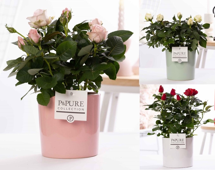 <h4>Rosa gemengd in P&PURE Essential ceramics ass. 3</h4>