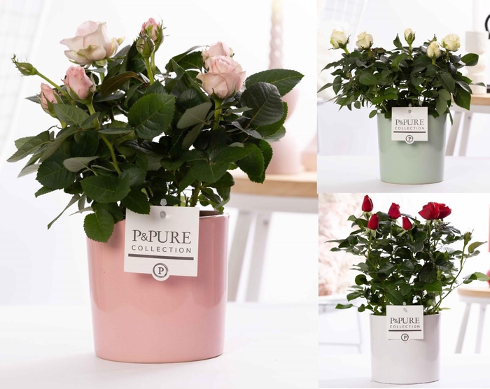 <h4>Rosa gemengd in P&PURE Essential ceramics ass. 3</h4>