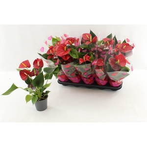 ANTHU AN SUCCESS RED