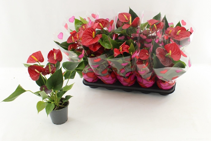 <h4>ANTHU AN SUCCESS RED</h4>