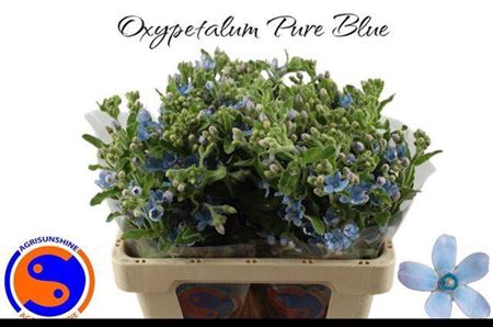 <h4>Oxy Co Tan Pure Blu</h4>