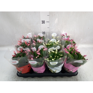 Schlumbergera   ...