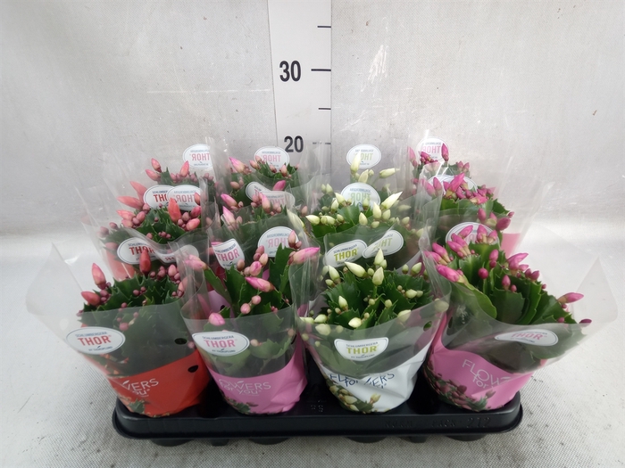 Schlumbergera   ...