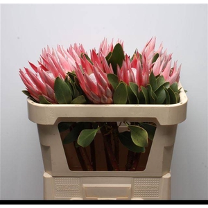 PROTEA CY CLARE