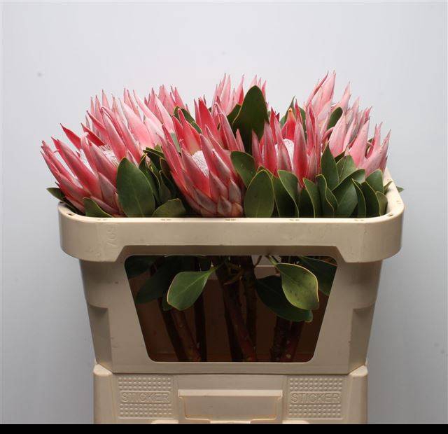 <h4>PROTEA CY CLARE</h4>