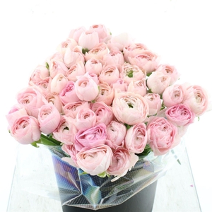 Ran Su Sr Hanoi Light Pink Super