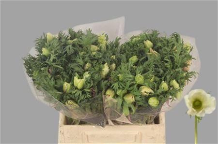 Anemone Galil White