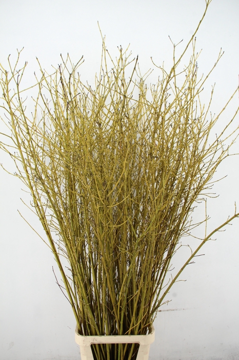 <h4>CORNUS S FLAVIRAMEA</h4>