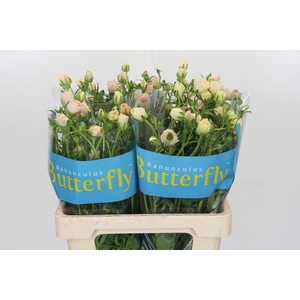 RANUNCULUS  'BUTTERFLY MINOAN'