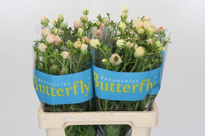 <h4>RANUNCULUS  'BUTTERFLY MINOAN'</h4>