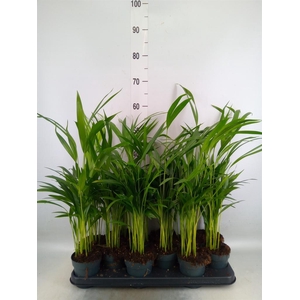 Dypsis lutescens   ...Chrysalidoca