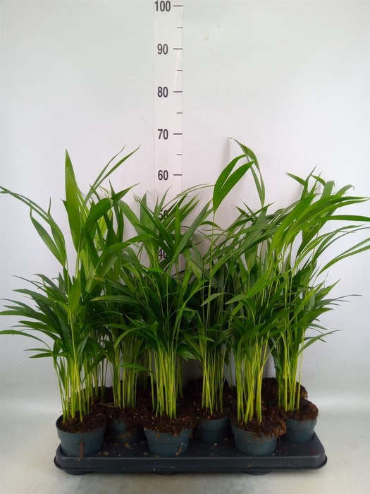 <h4>Dypsis lutescens   ...Chrysalidoca</h4>