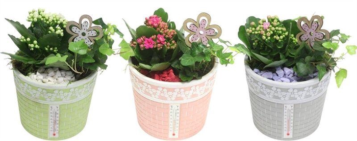 <h4>4691 KER POTJE X3</h4>