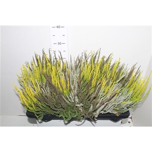 Callu Gg Trio Gi Gem
